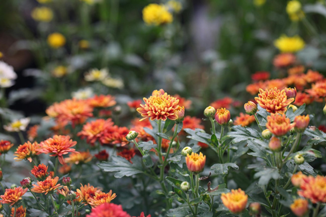 A close-up of a cluster of warm-colored flowers